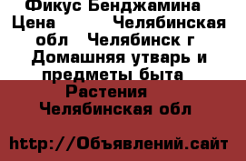 Фикус Бенджамина › Цена ­ 100 - Челябинская обл., Челябинск г. Домашняя утварь и предметы быта » Растения   . Челябинская обл.